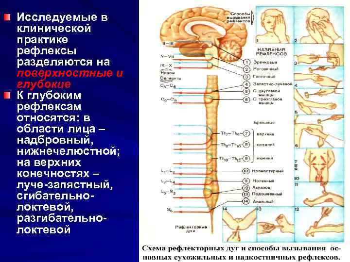 Какой буквой обозначен на рисунке двигательный нейрон