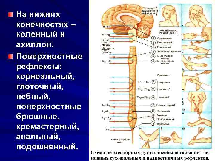 Нарисуйте схему подразделения нервной системы на центральную и периферическую 8