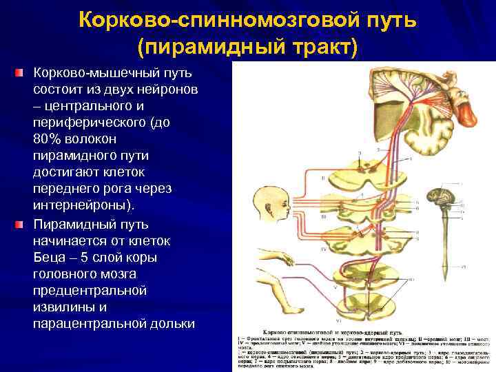 Корково-спинномозговой путь (пирамидный тракт) Корково-мышечный путь состоит из двух нейронов – центрального и периферического
