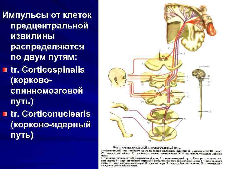 Импульсы от клеток предцентральной извилины распределяются по двум путям: tr. Corticospinalis (корковоспинномозговой путь) tr.
