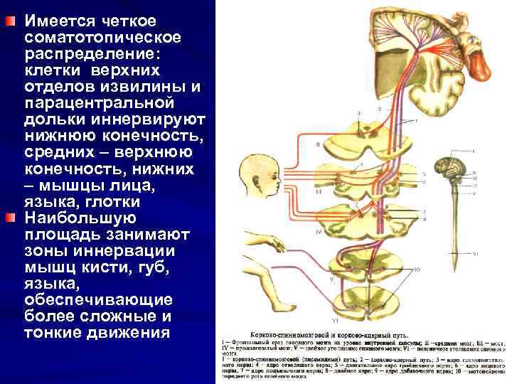 Имеется четкое соматотопическое распределение: клетки верхних отделов извилины и парацентральной дольки иннервируют нижнюю конечность,