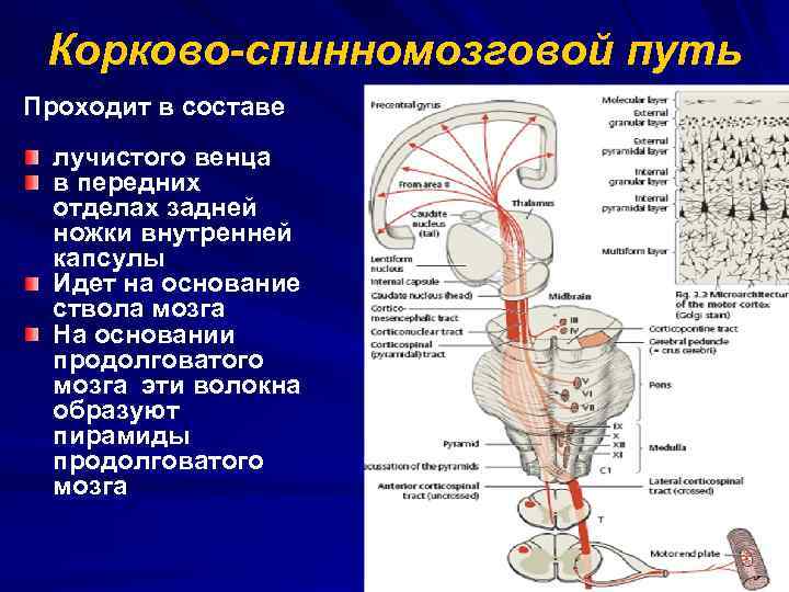 Поражения корково мозга. Корково мышечный путь неврология схема. Корково-мышечный путь пирамидный. Корково мышечный путь и пирамидный путь. Пирамидный путь Лучистый венец.