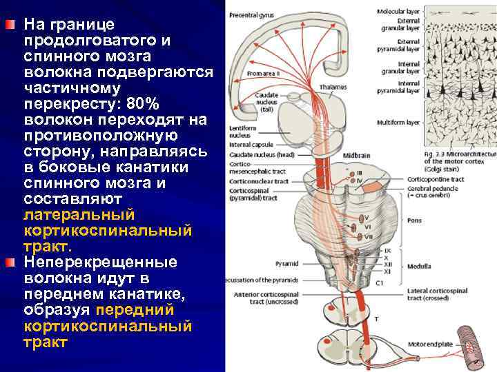 Продолговатый мозг какая нервная система