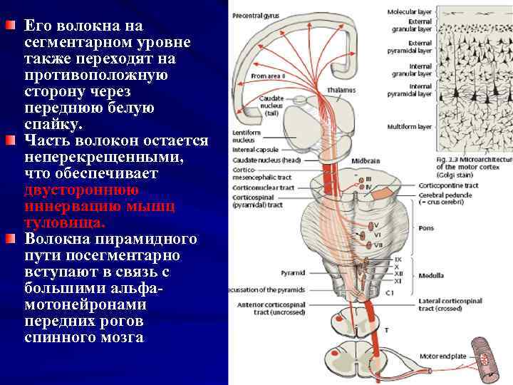 Моторная нервная система