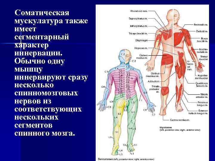 Соматическая мускулатура также имеет сегментарный характер иннервации. Обычно одну мышцу иннервируют сразу несколько спинномозговых