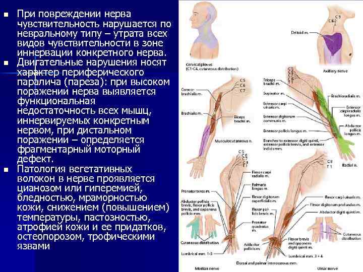 n n n При повреждении нерва чувствительность нарушается по невральному типу – утрата всех