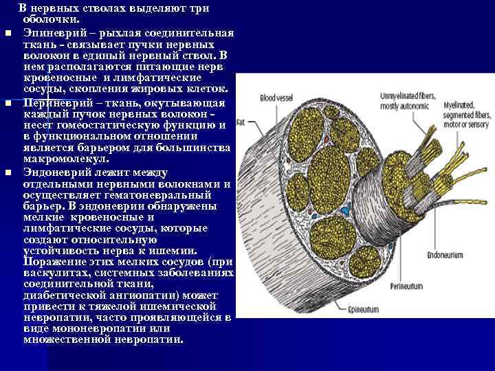 n n n В нервных стволах выделяют три оболочки. Эпиневрий – рыхлая соединительная ткань