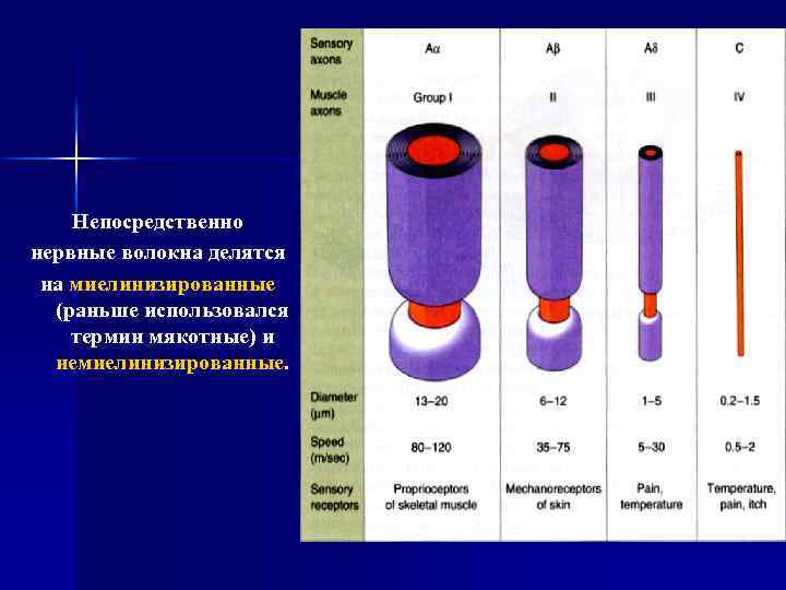 Непосредственно нервные волокна делятся на миелинизированные (раньше использовался термин мякотные) и немиелинизированные. 