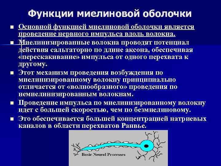 Функции миелиновой оболочки n n n Основной функцией миелиновой оболочки является проведение нервного импульса