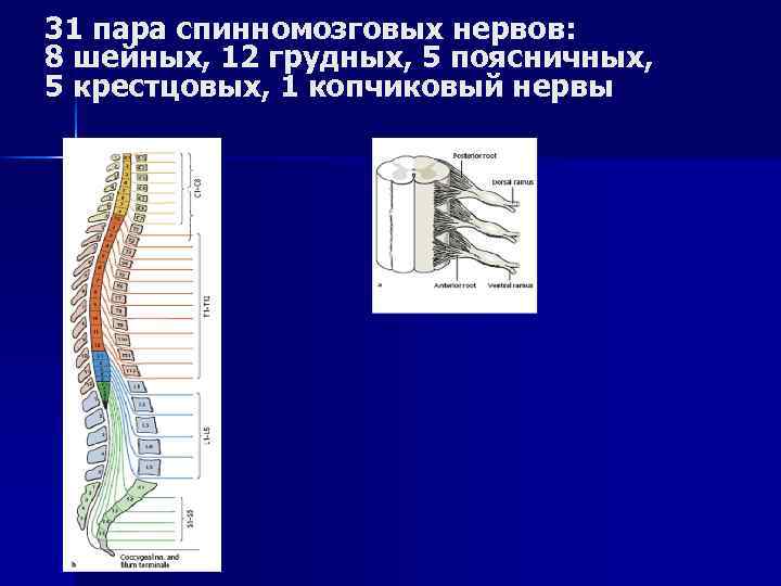 31 пара спинномозговых нервов: 8 шейных, 12 грудных, 5 поясничных, 5 крестцовых, 1 копчиковый