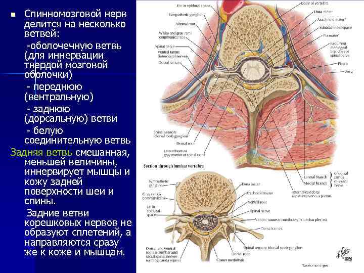 Спинномозговой нерв делится на несколько ветвей: -оболочечную ветвь (для иннервации твердой мозговой оболочки) -