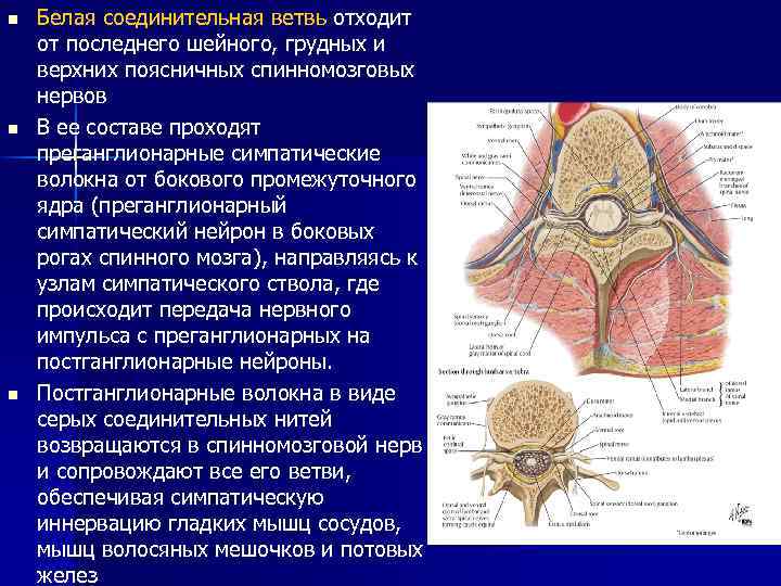 n n n Белая соединительная ветвь отходит от последнего шейного, грудных и верхних поясничных