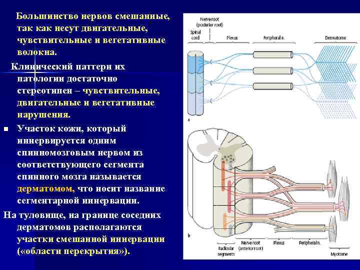 Большинство нервов смешанные, так как несут двигательные, чувствительные и вегетативные волокна. Клинический паттерн их