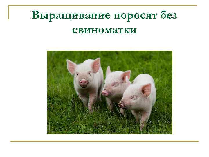 Приказ свиньи