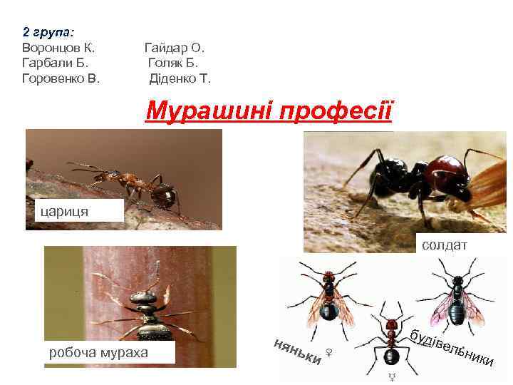 2 група: Воронцов К. Гарбали Б. Горовенко В. Гайдар О. Голяк Б. Діденко Т.