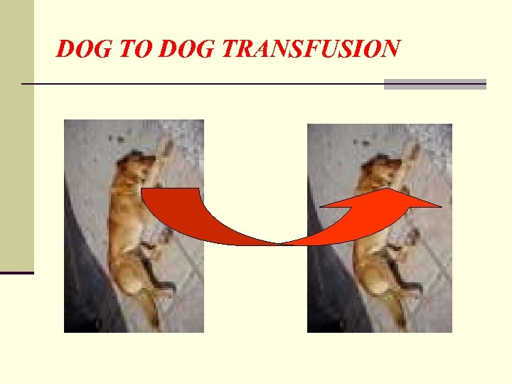 DOG TO DOG TRANSFUSION 
