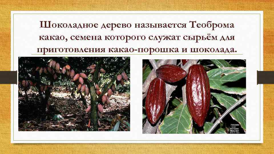 Шоколадное дерево называется Теоброма какао, семена которого служат сырьём для приготовления какао-порошка и шоколада.