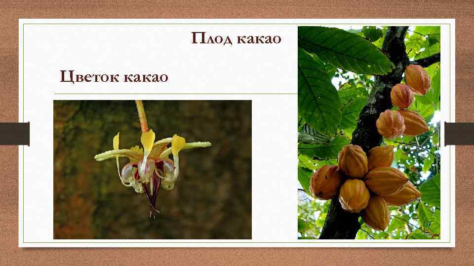 Плод какао Цветок какао 