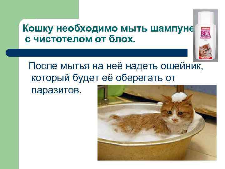 Кошку необходимо мыть шампунем с чистотелом от блох. После мытья на неё надеть ошейник,