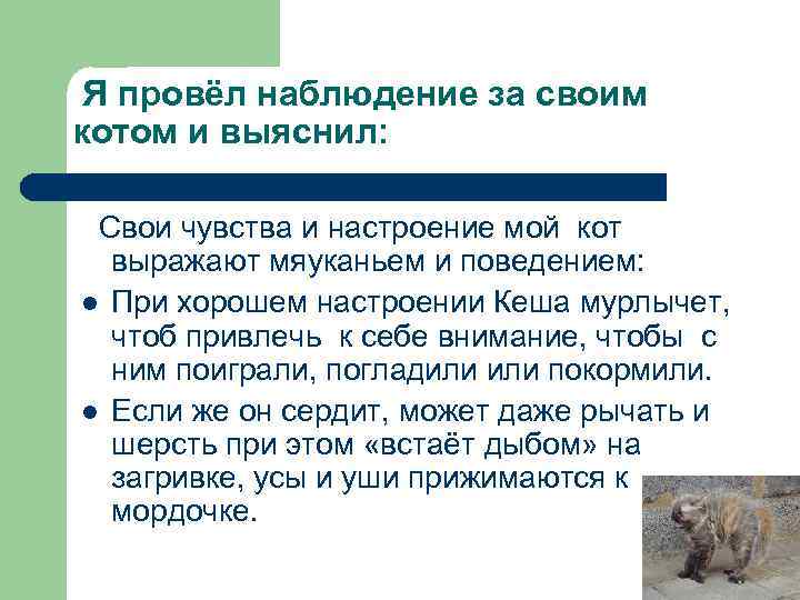  Я провёл наблюдение за своим котом и выяснил: Свои чувства и настроение мой