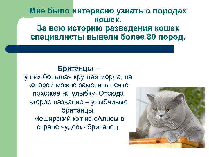 Мне было интересно узнать о породах кошек. За всю историю разведения кошек специалисты вывели