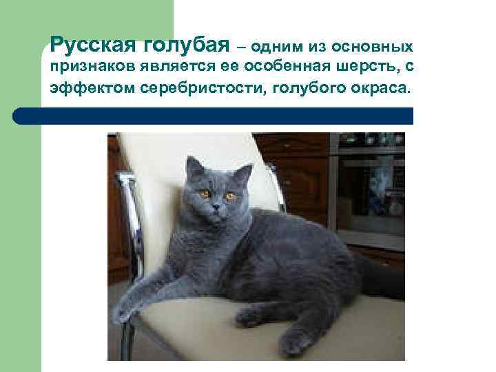Русская голубая – одним из основных признаков является ее особенная шерсть, с эффектом серебристости,