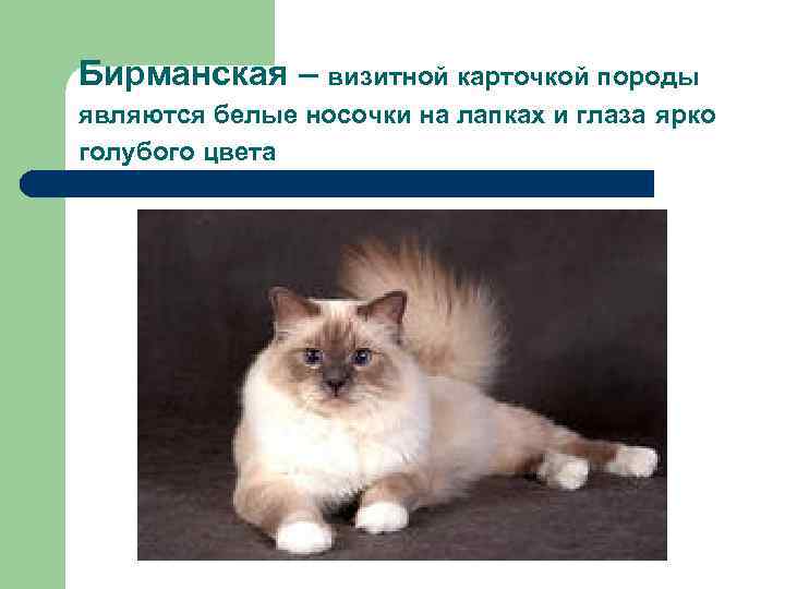 Бирманская – визитной карточкой породы являются белые носочки на лапках и глаза ярко голубого