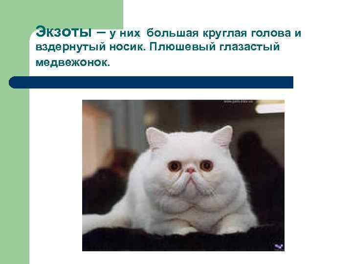 Экзоты – у них большая круглая голова и вздернутый носик. Плюшевый глазастый медвежонок. 