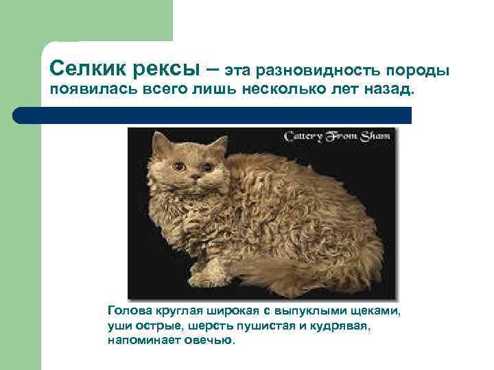 Селкик рексы – эта разновидность породы появилась всего лишь несколько лет назад. Голова круглая