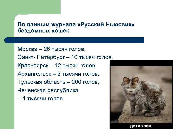 По данным журнала «Русский Ньюсвик» бездомных кошек: Москва – 26 тысяч голов, Санкт- Петербург