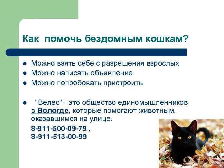 Как помочь бездомным кошкам? l l l Можно взять себе с разрешения взрослых Можно