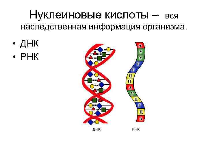 Днк рнк человека. Строение нуклеиновых кислот ДНК И РНК. Структура нуклеиновых кислот РНК. Типы нуклеиновых кислот ДНК И РНК. Строение нуклеиновых кислот ДНК.
