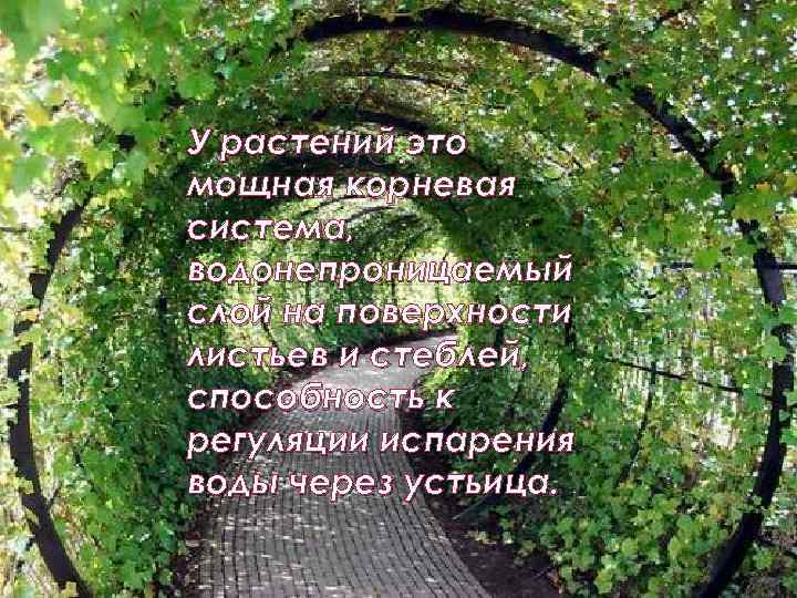 У растений это мощная корневая система, водонепроницаемый слой на поверхности листьев и стеблей, способность