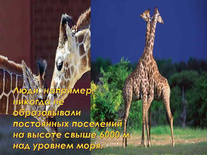 Люди, например, никогда не образовывали постоянных поселений на высоте свыше 6000 м над уровнем