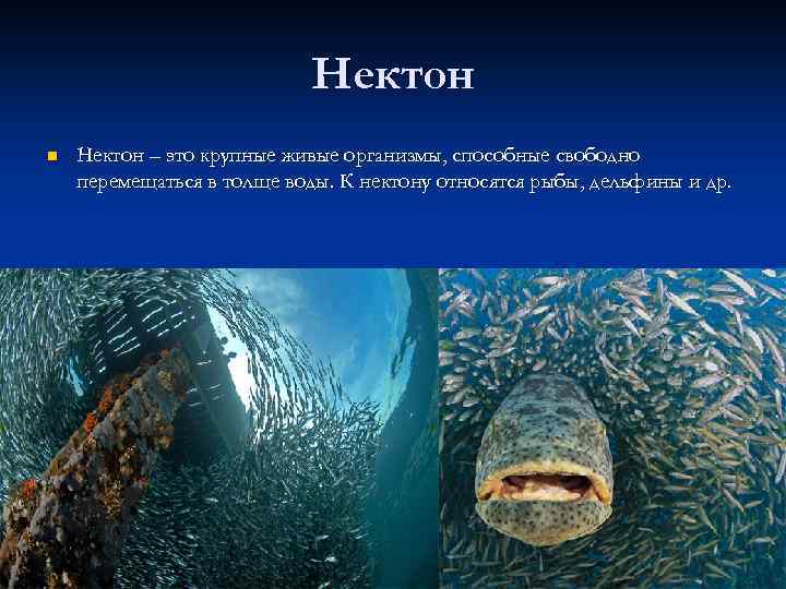 Нектон n Нектон – это крупные живые организмы, способные свободно перемещаться в толще воды.