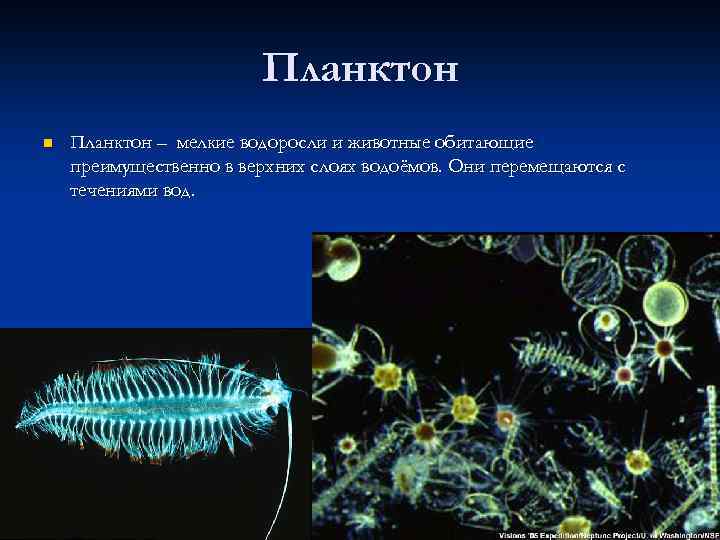 Планктон n Планктон – мелкие водоросли и животные обитающие преимущественно в верхних слоях водоёмов.