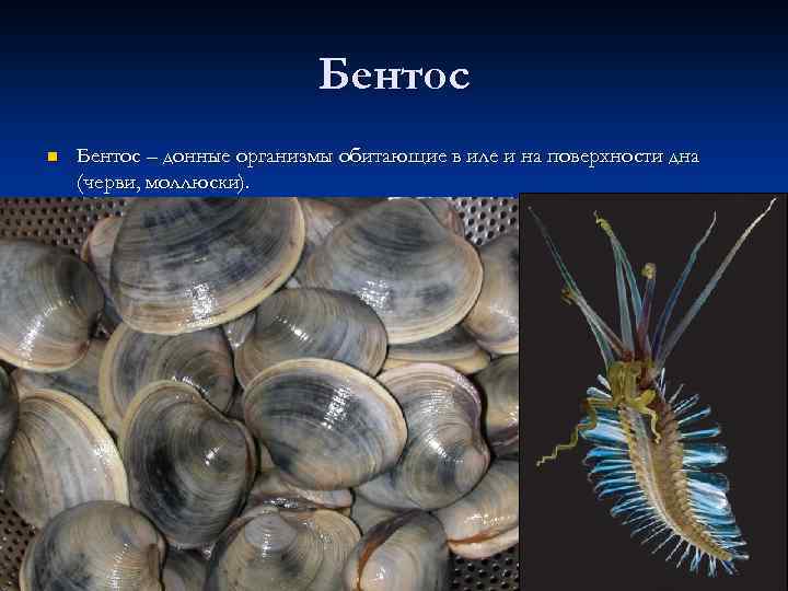 Бентос n Бентос – донные организмы обитающие в иле и на поверхности дна (черви,