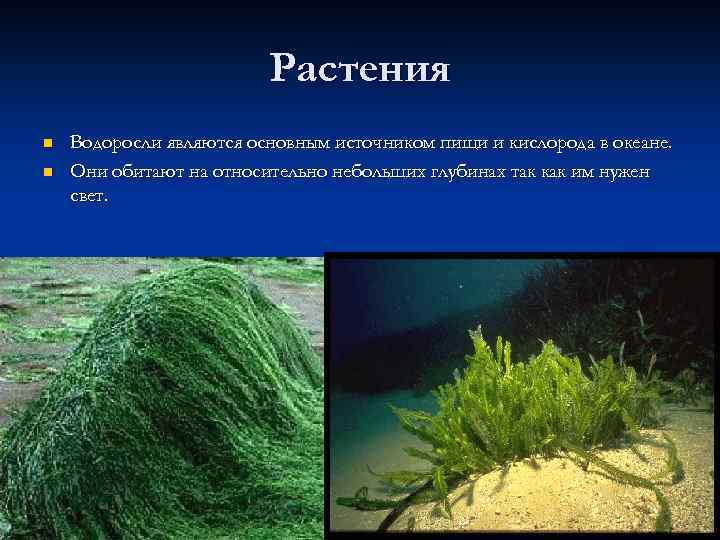 Растения n n Водоросли являются основным источником пищи и кислорода в океане. Они обитают