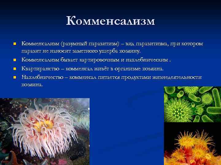 Квартиранство тип взаимоотношений. Комменсализм нахлебничество квартиранство. Голотурии квартиранство.