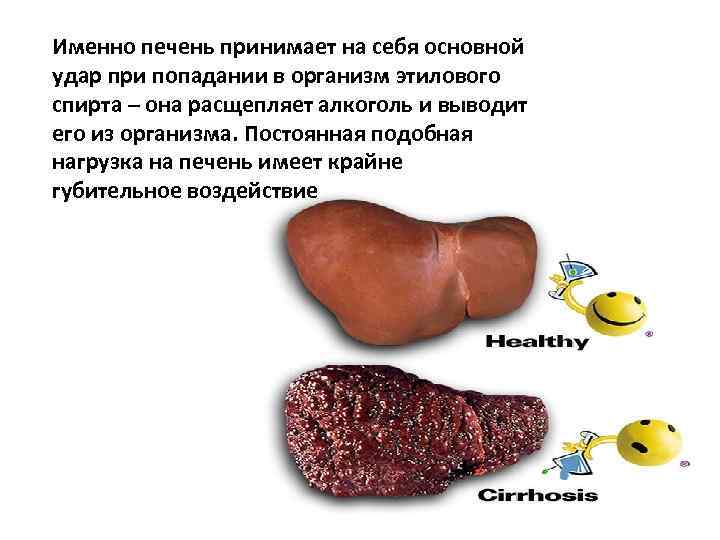 Именно печень принимает на себя основной удар при попадании в организм этилового спирта –