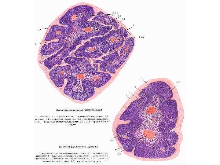 Препарат тимус гистология рисунок с подписями