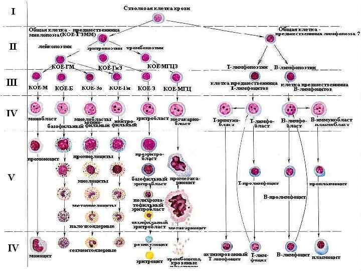 Схема кроветворения по и л черткову и а и воробьеву