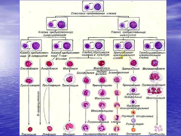 Схема кроветворения по и л черткову и а и воробьеву