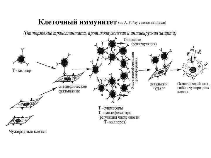 Схема кроветворения по воробьеву