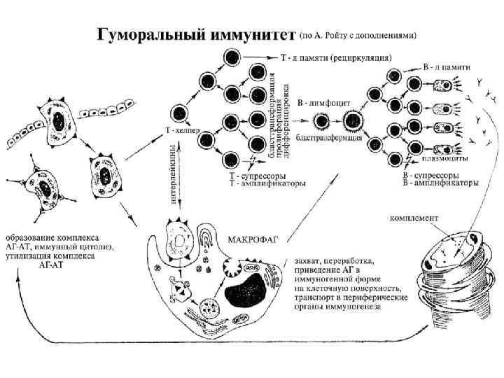 Схема кроветворения по воробьеву