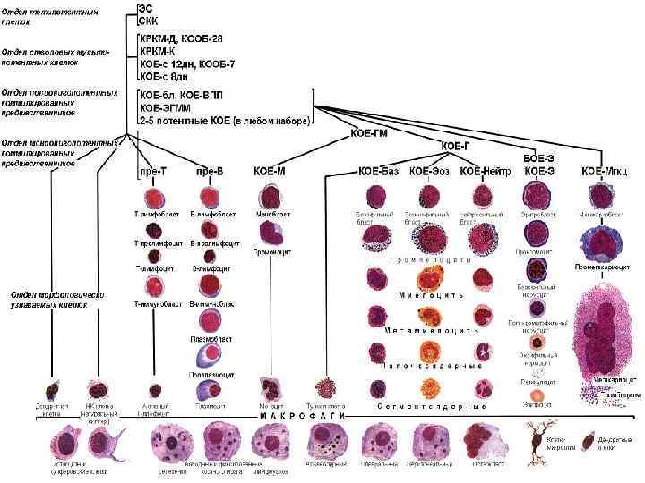 Схема кроветворения человека кратко