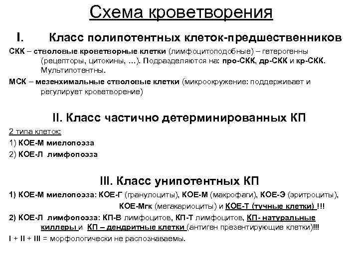 Схема кроветворения I. Класс полипотентных клеток-предшественников СКК – стволовые кроветворные клетки (лимфоцитоподобные) – гетерогенны