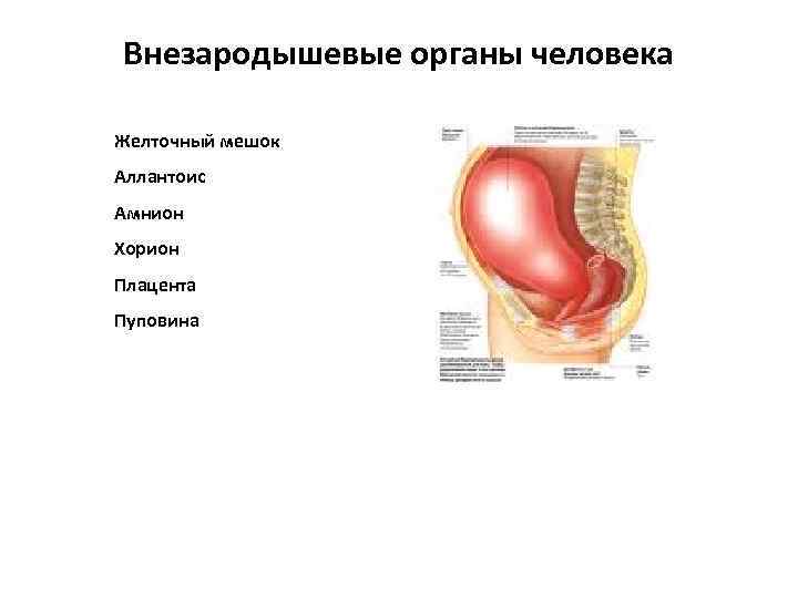 Внезародышевые органы человека Желточный мешок Аллантоис Амнион Хорион Плацента Пуповина 