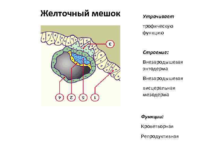 Желточный мешок. Желточный мешок строение. Строение желточного мешка гистология. Функции желточного мешочка. Строение развитие и функции желточного мешка.