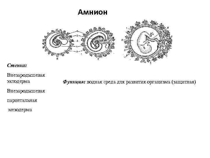 Амнион Стенка: Внезародышевая эктодерма Внезародышевая париетальная мезодерма Функция: водная среда для развития организма (защитная)